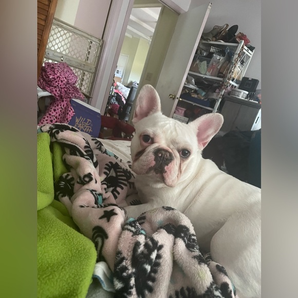 Meet your Posher, Evelyn - Picture 3 of 8